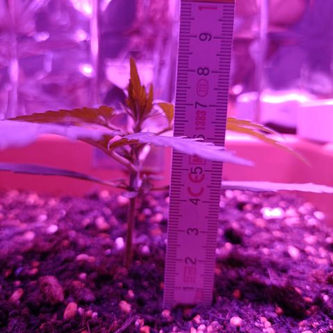 Auto White Widow growlog timeline photo