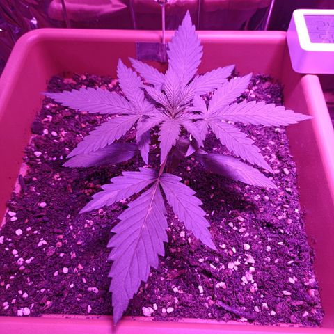 Auto White Widow growlog timeline photo
