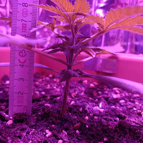 Auto White Widow growlog timeline photo