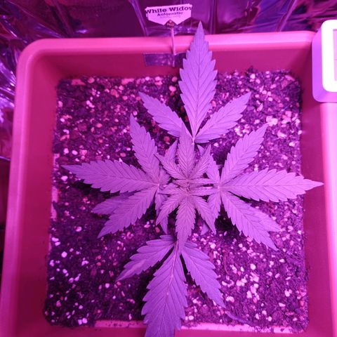 Auto White Widow growlog timeline photo