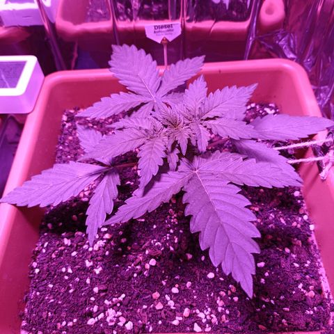 Diesel Auto growlog timeline photo