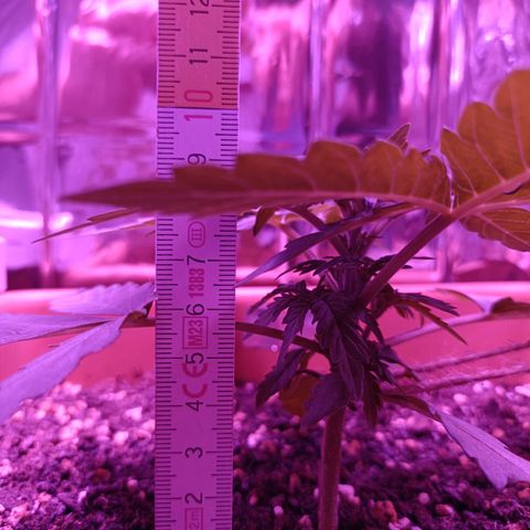 Diesel Auto growlog timeline photo