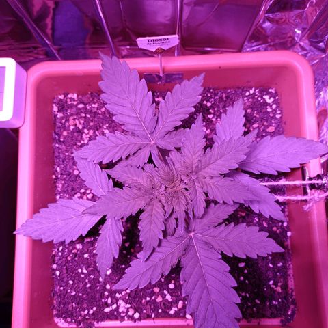 Diesel Auto growlog timeline photo