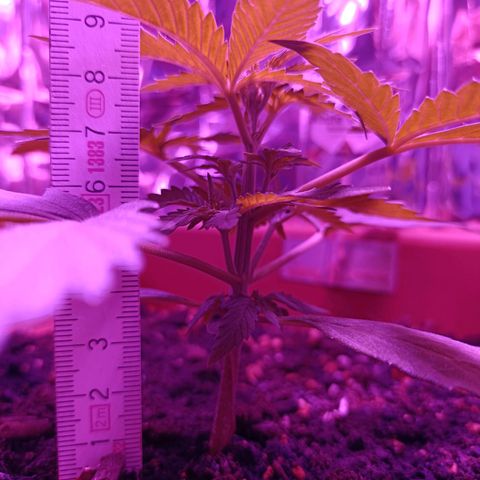 Auto White Widow growlog timeline photo
