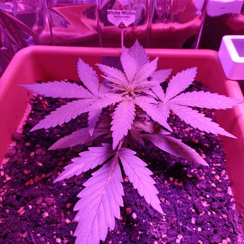 Auto White Widow growlog timeline photo