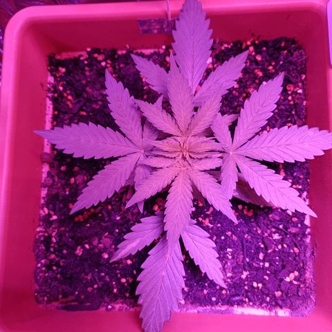 Auto White Widow growlog timeline photo