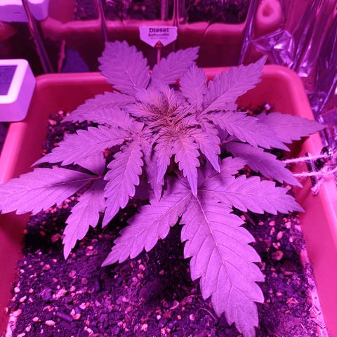 Diesel Auto growlog timeline photo
