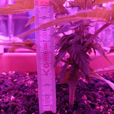 Diesel Auto growlog timeline photo