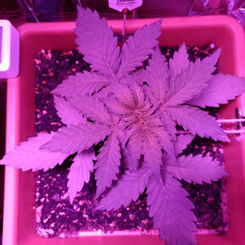 Diesel Auto growlog timeline photo