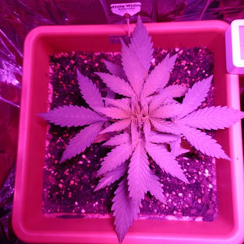 Auto White Widow growlog timeline photo