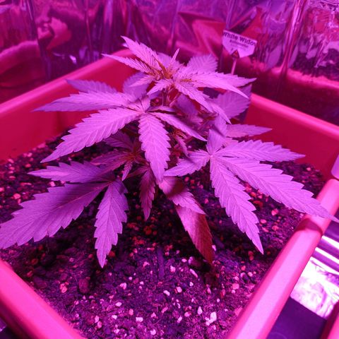 Auto White Widow growlog timeline photo