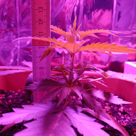 Auto White Widow growlog timeline photo