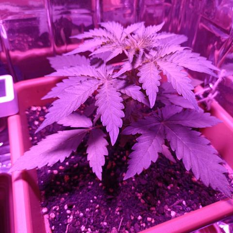 Diesel Auto growlog timeline photo