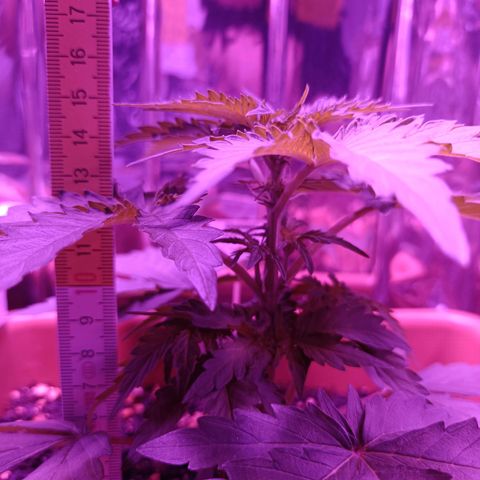 Diesel Auto growlog timeline photo