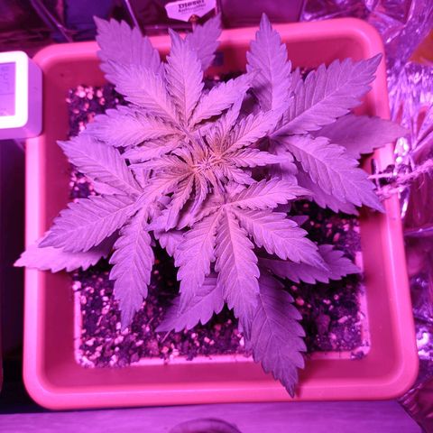 Diesel Auto growlog timeline photo