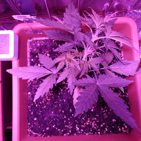 Diesel Auto growlog timeline photo