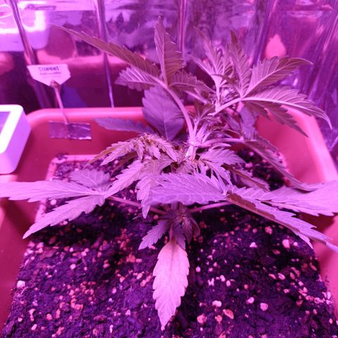 Diesel Auto growlog timeline photo