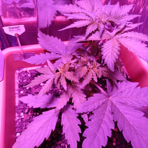 Diesel Auto growlog timeline photo