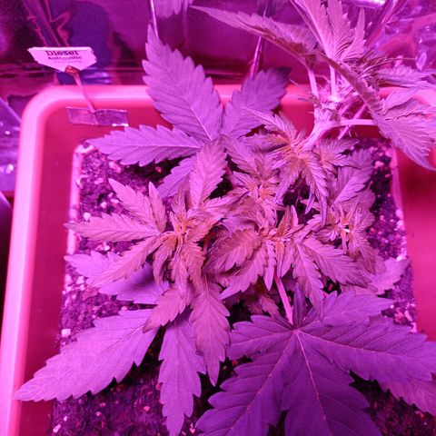 Diesel Auto growlog timeline photo