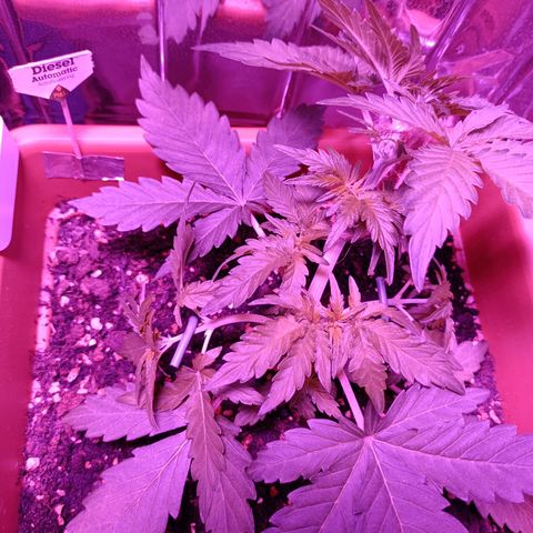 Diesel Auto growlog timeline photo