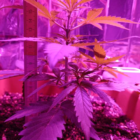 Auto White Widow growlog timeline photo
