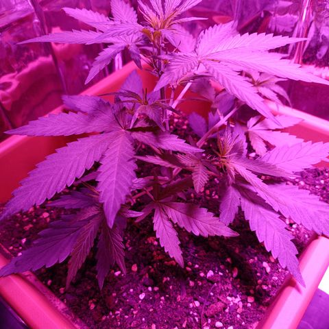Auto White Widow growlog timeline photo