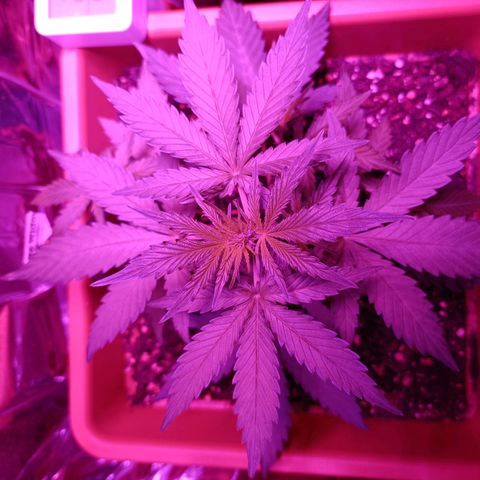 Auto White Widow growlog timeline photo