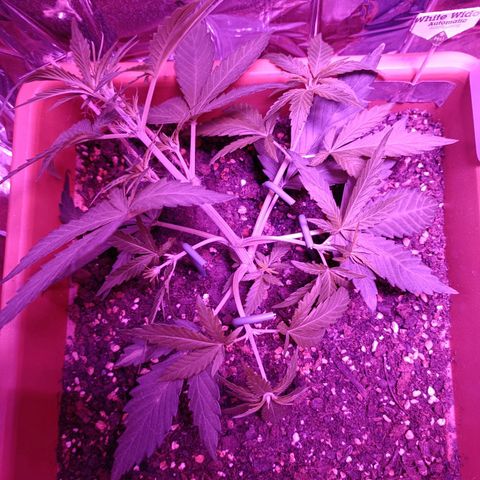 Auto White Widow growlog timeline photo