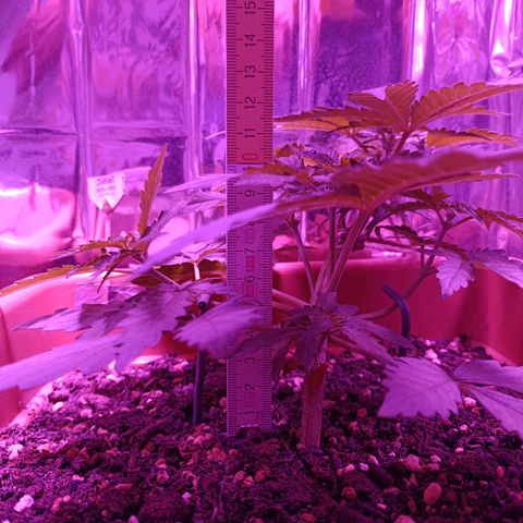 Diesel Auto growlog timeline photo