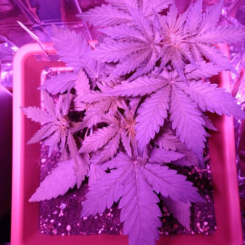 Diesel Auto growlog timeline photo