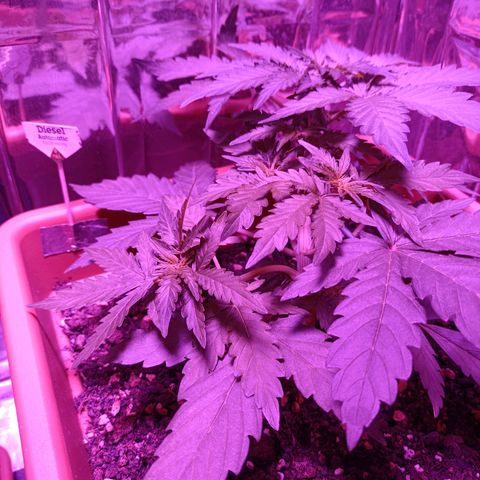 Diesel Auto growlog timeline photo