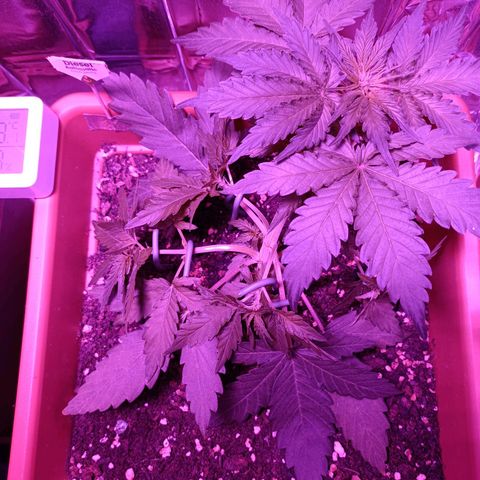 Diesel Auto growlog timeline photo