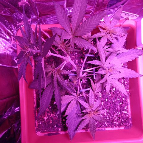 Auto White Widow growlog timeline photo