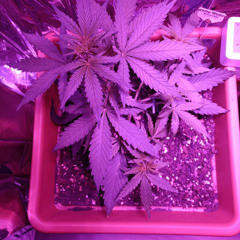Auto White Widow growlog timeline photo