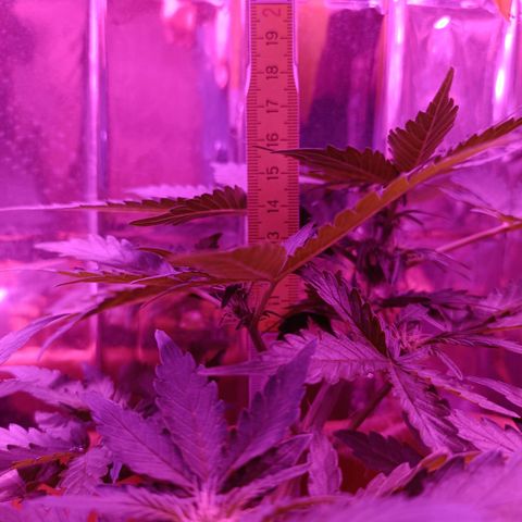 Diesel Auto growlog timeline photo