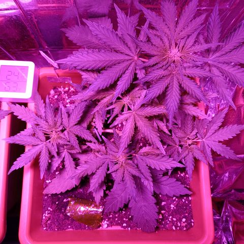 Diesel Auto growlog timeline photo