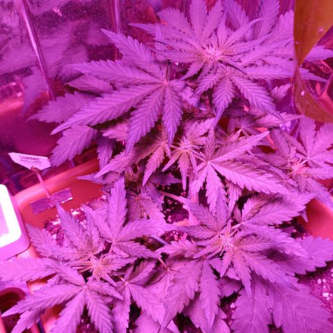 Diesel Auto growlog timeline photo