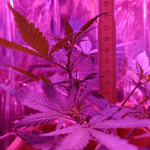 Auto White Widow growlog timeline photo