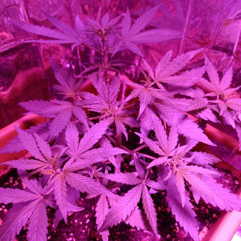Auto White Widow growlog timeline photo