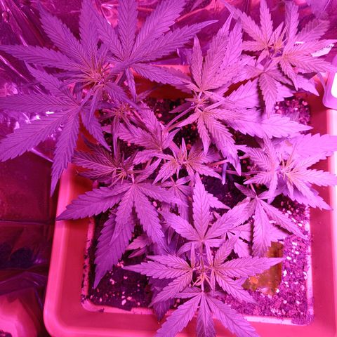 Auto White Widow growlog timeline photo