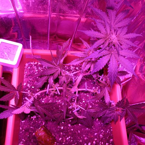 Diesel Auto growlog timeline photo