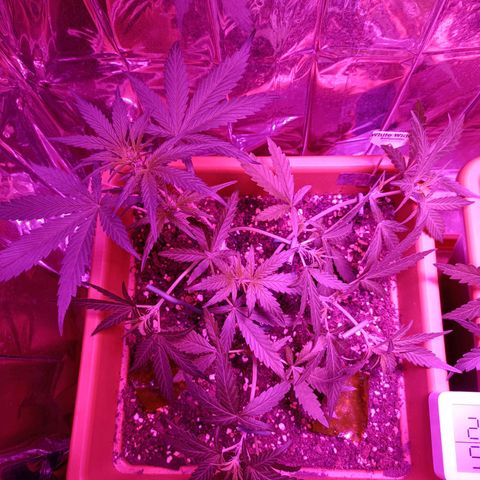Auto White Widow growlog timeline photo
