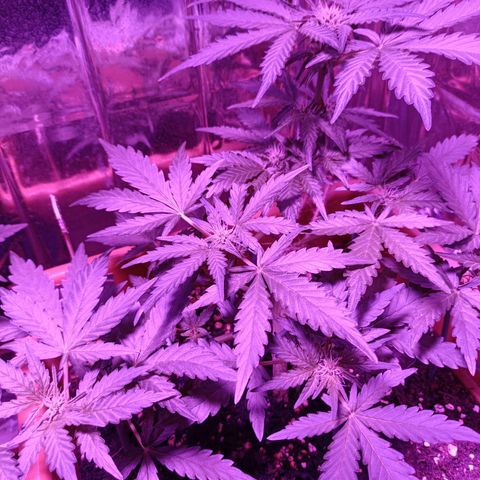 Diesel Auto growlog timeline photo