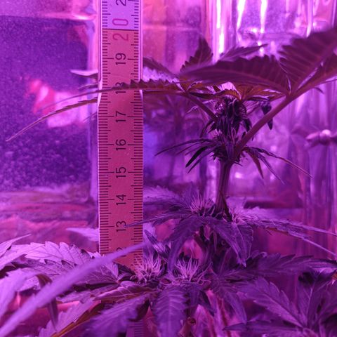 Diesel Auto growlog timeline photo