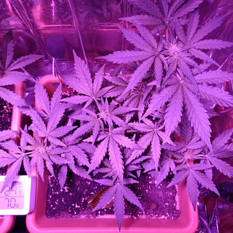 Diesel Auto growlog timeline photo