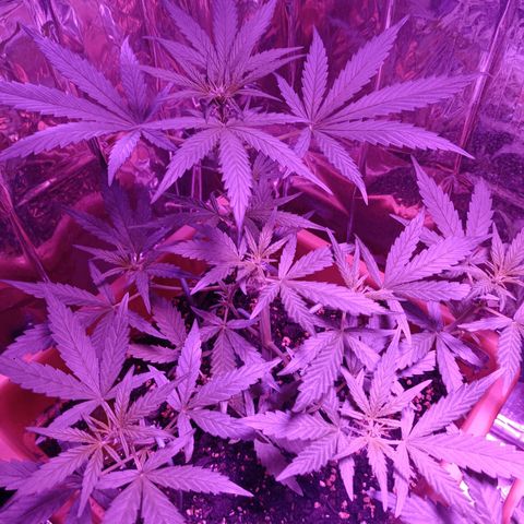Auto White Widow growlog timeline photo