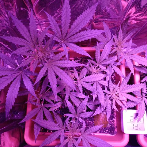 Auto White Widow growlog timeline photo