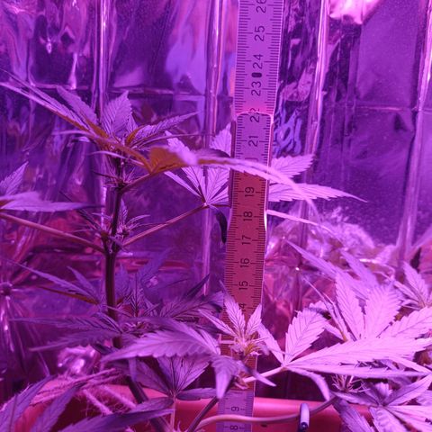 Auto White Widow growlog timeline photo