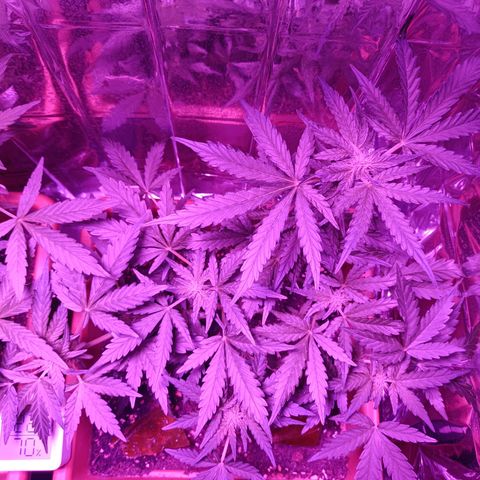 Diesel Auto growlog timeline photo