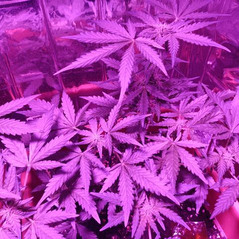Diesel Auto growlog timeline photo